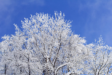 Image showing Trees with branches full of snow whit blue sky in background