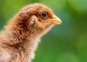 Image showing Cute little newborn chicken