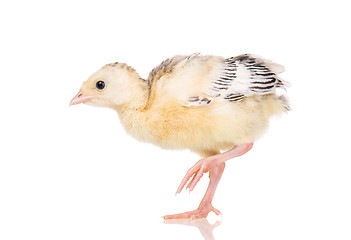 Image showing Little chicken turkey