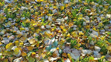 Image showing Autumn background with green grass and fallen leaves