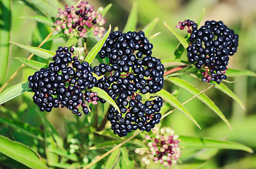 Image showing Sambucus Berries