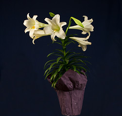 Image showing Easter Lily