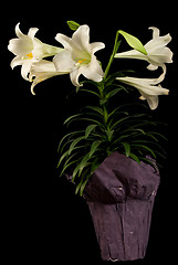 Image showing Vertical Easter Lily