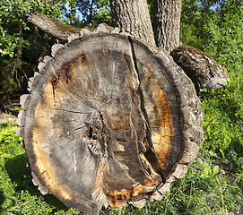 Image showing old tree trunk