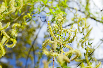 Image showing willow in the spring time of the year