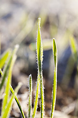 Image showing green wheat in frost, close-up