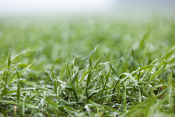 Image showing young grass plants, close-up