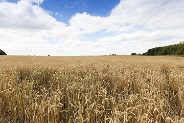 Image showing field of ripe cereal