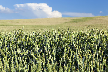 Image showing agriculture, unripe wheat