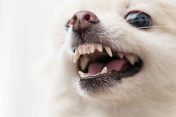 Image showing Pomeranian feeling angry