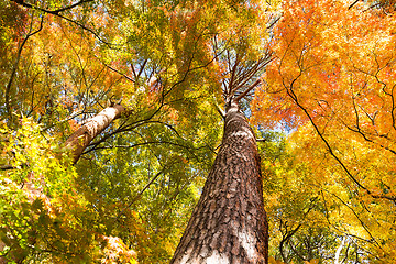 Image showing Beautiful tree in autumn