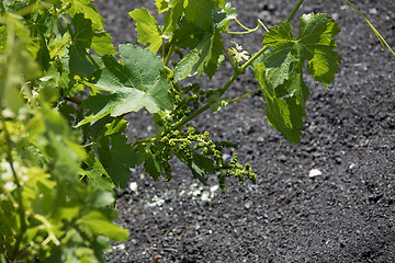 Image showing Wine grapes grow on logs in the lava sands of Lanzarote.