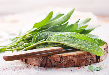 Image showing fresh sage