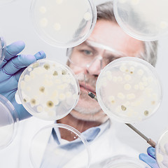 Image showing Senior life science researcher grafting bacteria.