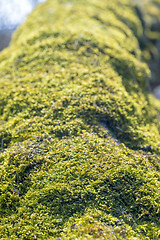 Image showing moss on a tree trunk