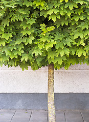 Image showing Maple tree growing on the pavement