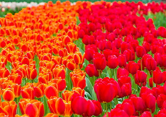 Image showing Red and orange tulips 