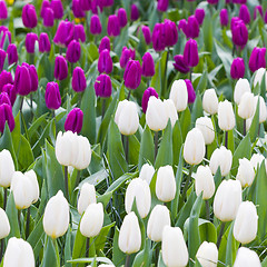 Image showing White and violet tulips