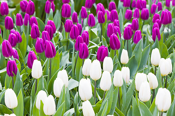 Image showing White and violet tulips