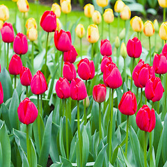 Image showing Pink tulips