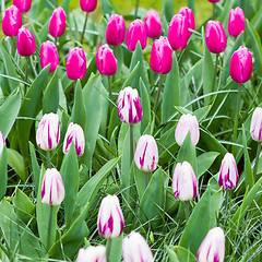 Image showing Pink and white tulips