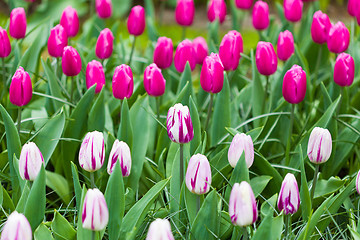 Image showing Pink and white tulips