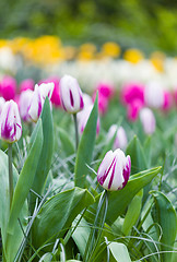 Image showing Pink and white tulips