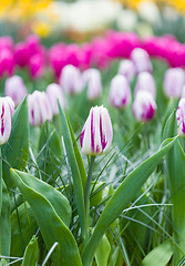 Image showing Pink and white tulips