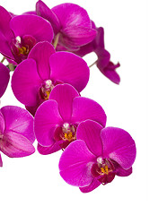 Image showing Violet orchid