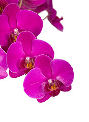 Image showing Violet orchid