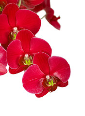 Image showing Red orchid flowers