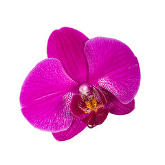 Image showing Orchid flower