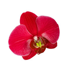 Image showing Red orchid flower