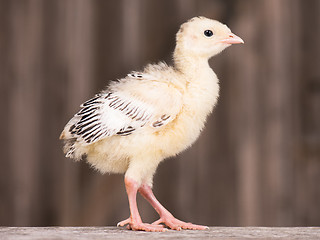 Image showing Little chicken turkey