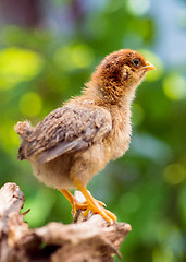 Image showing Cute little newborn chicken