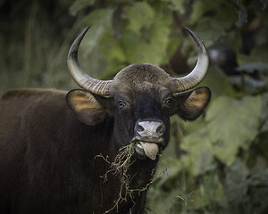 Image showing Gaur, Indian Bison