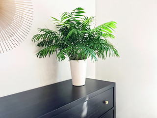Image showing Parlor palm plant decorating black wooden dresser