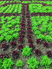 Image showing Summer garden with red and green lettuce