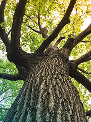 Image showing Sunlight coming through green leaves of an oak tree