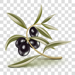 Image showing Transparent editable Black olives branch