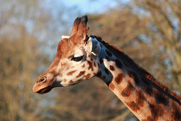 Image showing Single giraffe