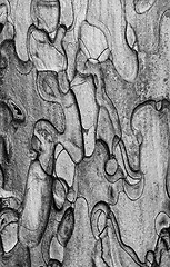 Image showing Black and white wooden texture