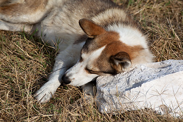 Image showing Homeless dog rests on stone pillow