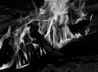 Image showing Black and white view on campfire in forest