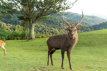 Image showing Buck deer in the park