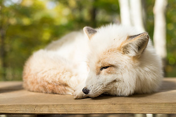 Image showing White fox sleeping at outdoor