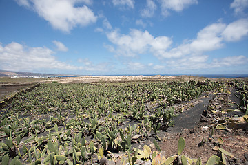 Image showing A large and important cactus plantation on Lanzarote.