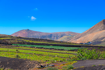 Image showing Green cultivated landscape in the valleys of Lanzarote.