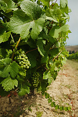 Image showing Vineyard with green grapes