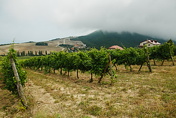 Image showing Grove with grape trees